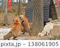まるでケンカのようなキタキツネの求愛行動 138061905