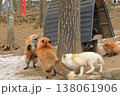 激しい求愛行動をするキタキツネたち 138061906