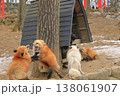 発情期のキタキツネの激しい求愛行動の様子 138061907