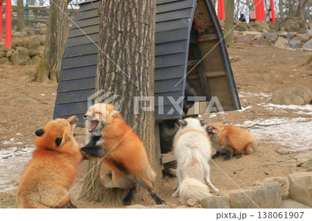 発情期のキタキツネの激しい求愛行動の様子 138061907