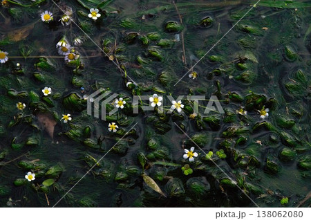 岐阜県中津川市の小川には、梅花藻(バイカモ)と呼ばれる小さくて白い花が咲いています。 岐阜県中津川市の小川には、梅花藻(バイカモ)と呼ばれる小さくて白い花が咲いています。 138062080