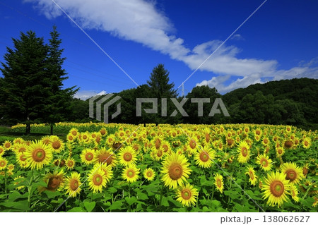 夏の花のある風景 夏の花のある風景 138062627