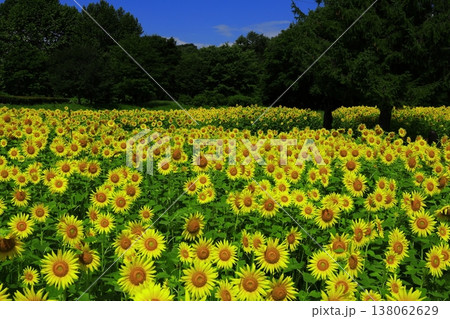 夏の花のある風景 夏の花のある風景 138062629