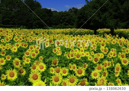 夏の花のある風景 夏の花のある風景 138062630