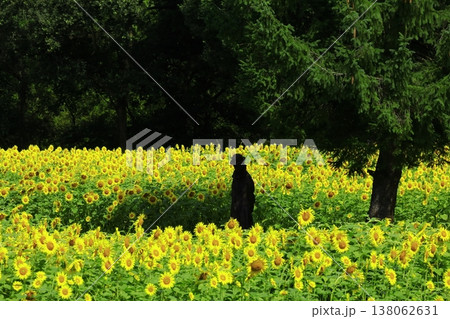 夏の花のある風景 138062631