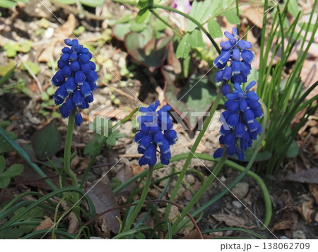 青いムスカリの花 青いムスカリの花 138062709