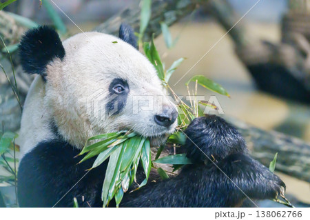 Cute Giant Panda, Ailuropoda melanoleuca or panda bear in forest at Chengdu Panda Breeding Research Center Dujiangyan. landmark and popular for tourists attractions in Chengdu, China. 138062766