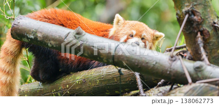 Cute Red Panda, Ailurus fulgens or lesser panda in forest at Chengdu Panda Breeding Research Center Dujiangyan. landmark and popular for tourists attractions in Chengdu, China. Travel and Vacation 138062773