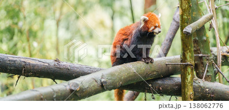 Cute Red Panda, Ailurus fulgens or lesser panda in forest at Chengdu Panda Breeding Research Center Dujiangyan. landmark and popular for tourists attractions in Chengdu, China. Travel and Vacation Cute Red Panda, Ailurus fulgens or lesser panda in forest at Chengdu Panda Breeding Research Center Dujiangyan. landmark and popular for tourists attractions in Chengdu, China. Travel and Vacation 138062776