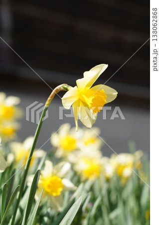 水仙 花 花畑 花壇 水仙 花 花畑 花壇 138062868