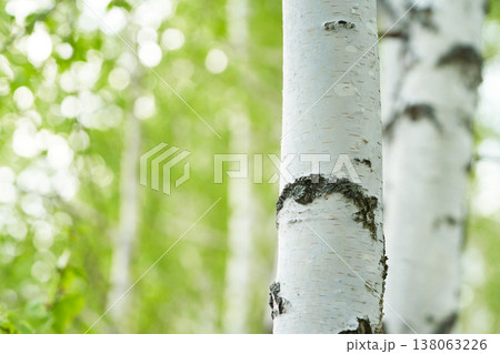 birch forest in sunlight in the morning on blur background with bokeh.    138063226