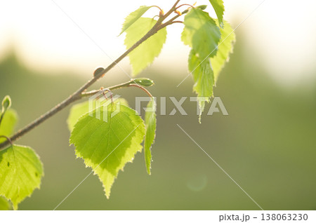 Green birch leaves. Natural background. Nature. Green birch leaves. Natural background. Nature. 138063230