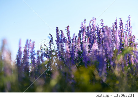 Close-up of purple sage flowers blooming in a field. Medicinal herbs.    138063231