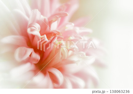 Blurred chrysanthemum flower with soft focus. A flower on a light foggy background. Close-up. Nature. Close-up. Nature. Blurred chrysanthemum flower with soft focus. A flower on a light foggy background. Close-up. Nature. Close-up. Nature. 138063236