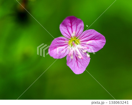 ユウユウゲショウのある風景 138063241