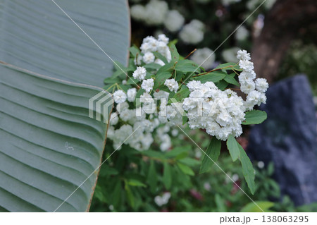 March 21 2026 Spiraea Prunifolia Flowers Blooming In Spring Garden 138063295