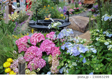 March 21 2026 Hydrangea Macrophylla Vibrant Blooms In Garden Display 138063299