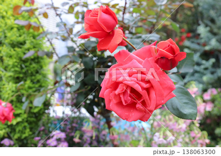 March 21 2026 Bees hover gently above blooming red and pink roses 138063300