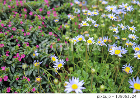 March 21 2026 Felicia Amelloides Colorful Blue Daisies Blooming Outdoors March 21 2026 Felicia Amelloides Colorful Blue Daisies Blooming Outdoors 138063324