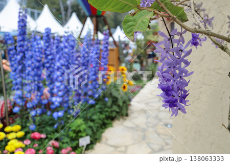 March 21 2026 Petrea Volubilis Purple Wreath Blooming Outdoors Garden 138063333