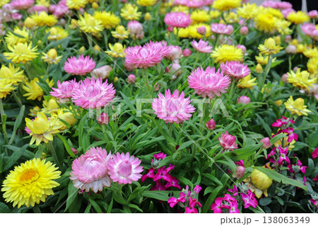 March 21 2026 Bright yellow strawflower blooms vividly among deep green foliage 138063349