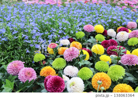 March 21 2026 Colorful pom pom chrysanthemums bloom densely across vibrant garden bed March 21 2026 Colorful pom pom chrysanthemums bloom densely across vibrant garden bed 138063364