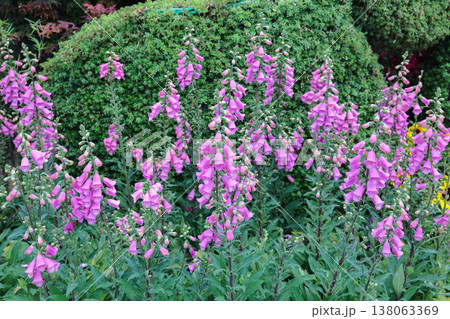 March 21 2026 Digitalis Pink Panther Flowers Blooming In Garden March 21 2026 Digitalis Pink Panther Flowers Blooming In Garden 138063369