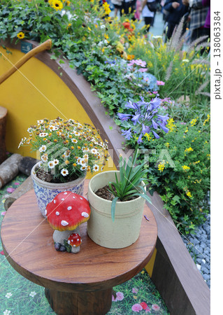 March 21 2026 Potted Chamomile Plants Arranged Outdoors In Garden 138063384