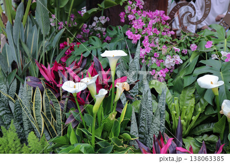 March 21 2026 Calla Lilies Blooming Elegantly In Garden Setting 138063385