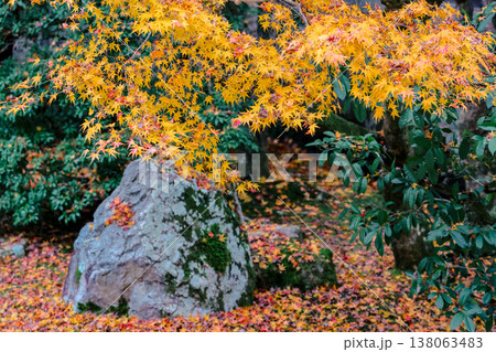 Serene Gozasho Garden at Sennyu ji Temple Kyoto Nov 28 2025 138063483