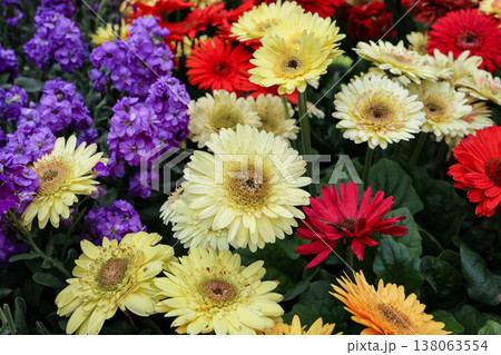 March 21 2026 Bright gerbera daisies bloom in vibrant mixed color display 138063554