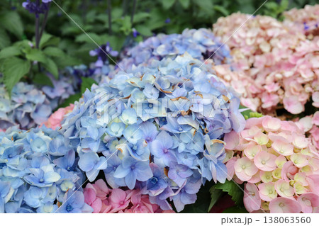 March 21 2026 Close Up Of Blue And Yellow Hydrangea March 21 2026 Close Up Of Blue And Yellow Hydrangea 138063560