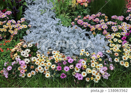 March 21 2026 Colorful Cottage Garden Bed With Pink Strawflowers March 21 2026 Colorful Cottage Garden Bed With Pink Strawflowers 138063562