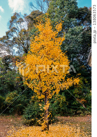 Golden Autumn Trees in a Park with Yellow and Red Foliag Nov 28 2025 138063573