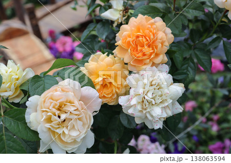 March 21 2026 Cluster Of Yellow, Cream And Peach Garden Roses With Lush Green Leaves March 21 2026 Cluster Of Yellow, Cream And Peach Garden Roses With Lush Green Leaves 138063594