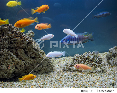 金魚のいる風景 金魚のいる風景 138063687