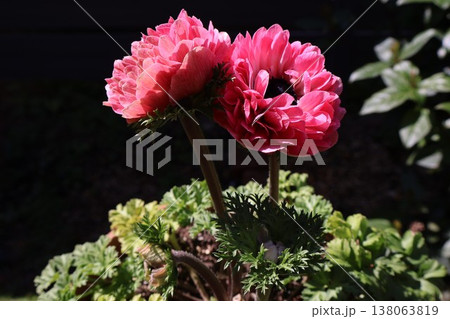 ピンク色の八重咲きアネモネもも 138063819