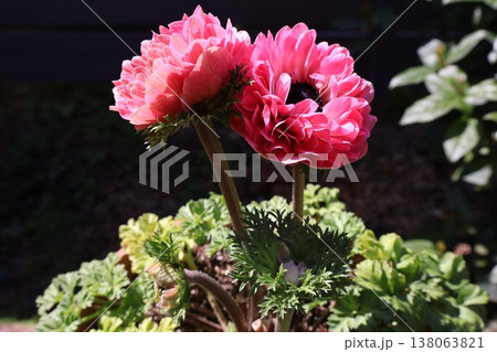 ピンク色の八重咲きアネモネもも 138063821