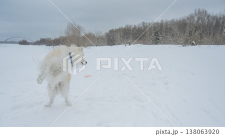 Fluffy samoyed dog jumping and catching snowball in winter Fluffy samoyed dog jumping and catching snowball in winter 138063920