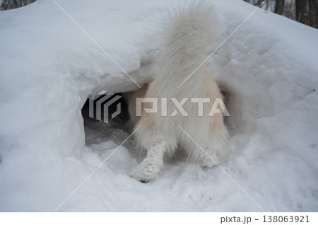 Fluffy dog digging snow tunnel in winter Fluffy dog digging snow tunnel in winter 138063921