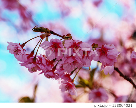 河津桜のある風景 138064021
