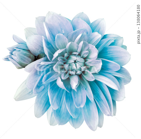 Dahlia. Flower on a white isolated background with clipping path. For design. Closeup. Nature. Dahlia. Flower on a white isolated background with clipping path. For design. Closeup. Nature. 138064180