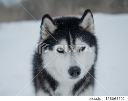 Playful husky dog sitting in snow in winter. Playful husky dog sitting in snow in winter. 138064202