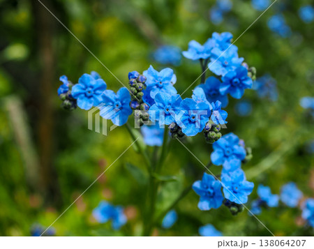 シナワスレナグサ(シノグロッサム)の花 シナワスレナグサ(シノグロッサム)の花 138064207