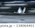 東庄町「夏目の堰」にて、水面を飛ぶ白鳥 138064401