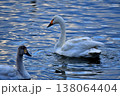 東庄町「夏目の堰」にて、水面に浮かぶ白鳥 138064404