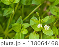 A beautiful photo of green wild grass with leaves and small white flowers. Close-up view from above with empty copy space for adding elements against a blurred background. Grainy photographic effect 138064468