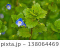 Green wild grass Veronica persica birdeye, bird's-eye, common field creeping Persian speedwell with leaves, small blue flowers. Close-up view, central composition, blank for background, screensaver 138064469