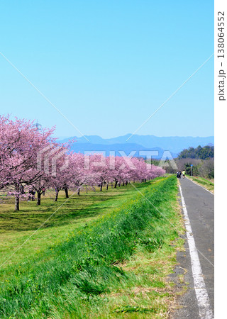 桜堤から見る桜並木の綺麗な北浅羽桜堤公園 早咲きの安行寒桜 桜堤から見る桜並木の綺麗な北浅羽桜堤公園 早咲きの安行寒桜 138064552