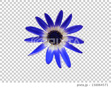 Senetti cutouts 138064571